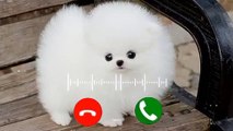 Cute baby message Ringtone  Message Tone  Cute sms Ringtone  Love ringtone  notification tone_