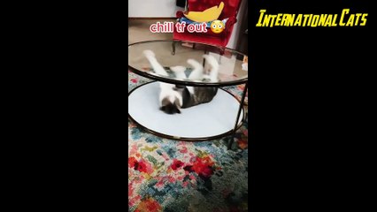 FUNNY CATS 2022 Cat Videos Compilation Dont Try Not To Laugh Wow Funny Animals_1080pFHR