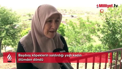 13 başıboş köpek 72 yaşındaki kadına saldırdı!
