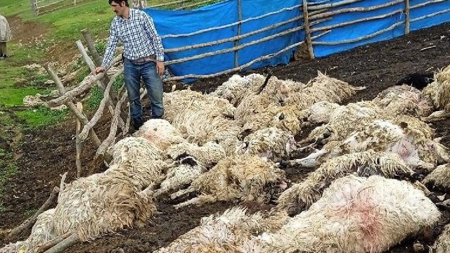 Gök gürültüsünden ürken 55 koyun telef oldu