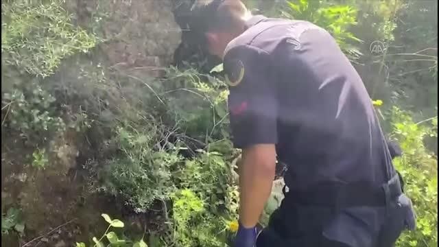 Gazipaşa'da bahçeye Hint keneviri eken şüpheliler yakalandı