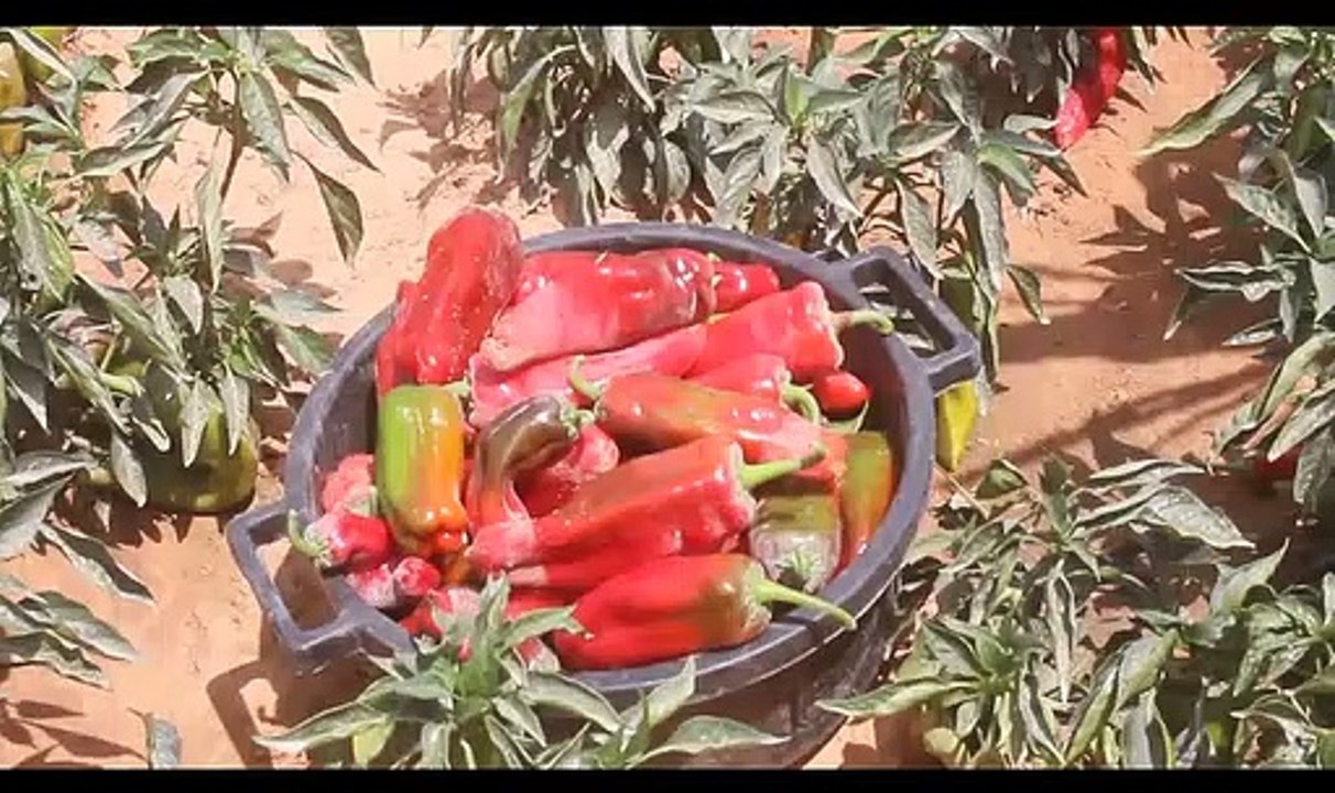 How solar is driving Nigeria's post pandemic green recovery