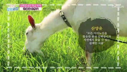 각종 아미노산을 모두 함유하고 있는 『산양유 단백질』 TV CHOSUN 220531 방송