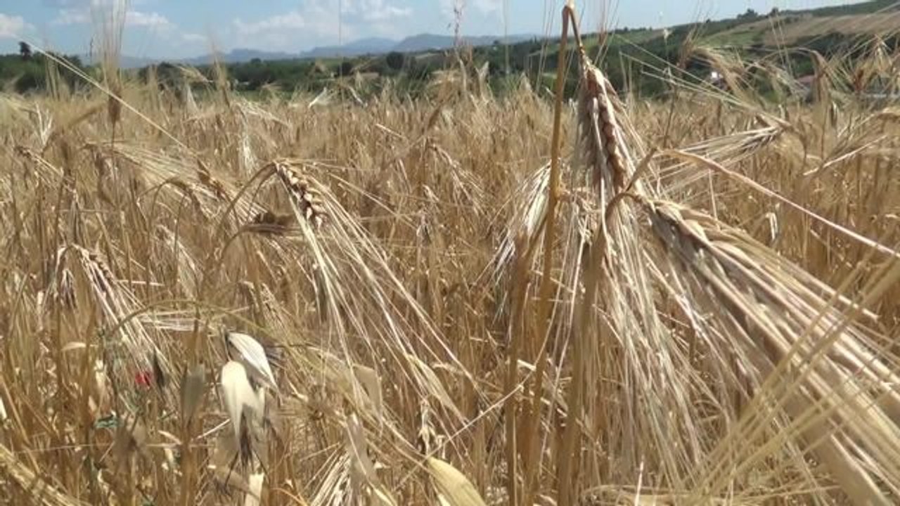 Osmaniyeli Çiftçiler, Buğday Fiyatının Açıklanmamasına Tepkili: "Hasat Zamanı Olmuş Fiyat Açıklanmamış. Böyle Olmaz"