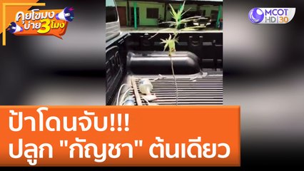 ป้าโดนจับ ปลูก "กัญชา" ต้นเดียว (31 พ.ค. 65) คุยโขมงบ่าย 3 โมง