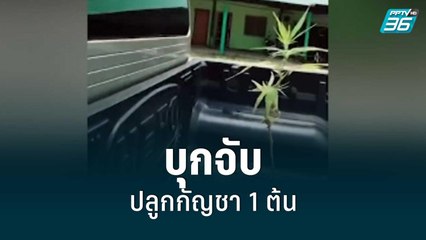 ตร.บุกจับหญิงวัย 55 ปี ปลูกกัญชา 1 ต้น | เข้มข่าวเย็น | 31 พ.ค. 65