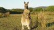 Un kangourou filmé en train d'attaquer un homme