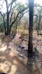 पूरी चंबल बेल्ट में गूंजेगी बाघों की दहाड़