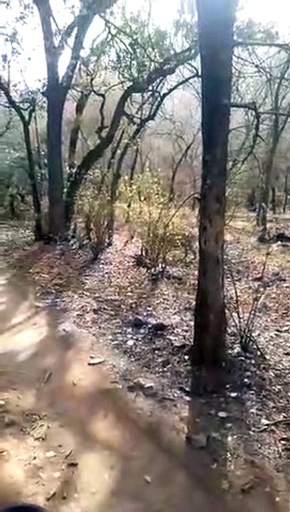 पूरी चंबल बेल्ट में गूंजेगी बाघों की दहाड़