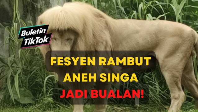 Fesyen rambut aneh singa jadi bualan!