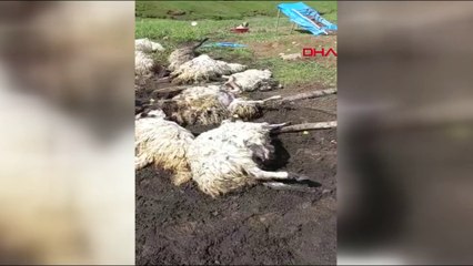 Bakın sebebi ne! 108 koyun birbirini ezip telef oldu