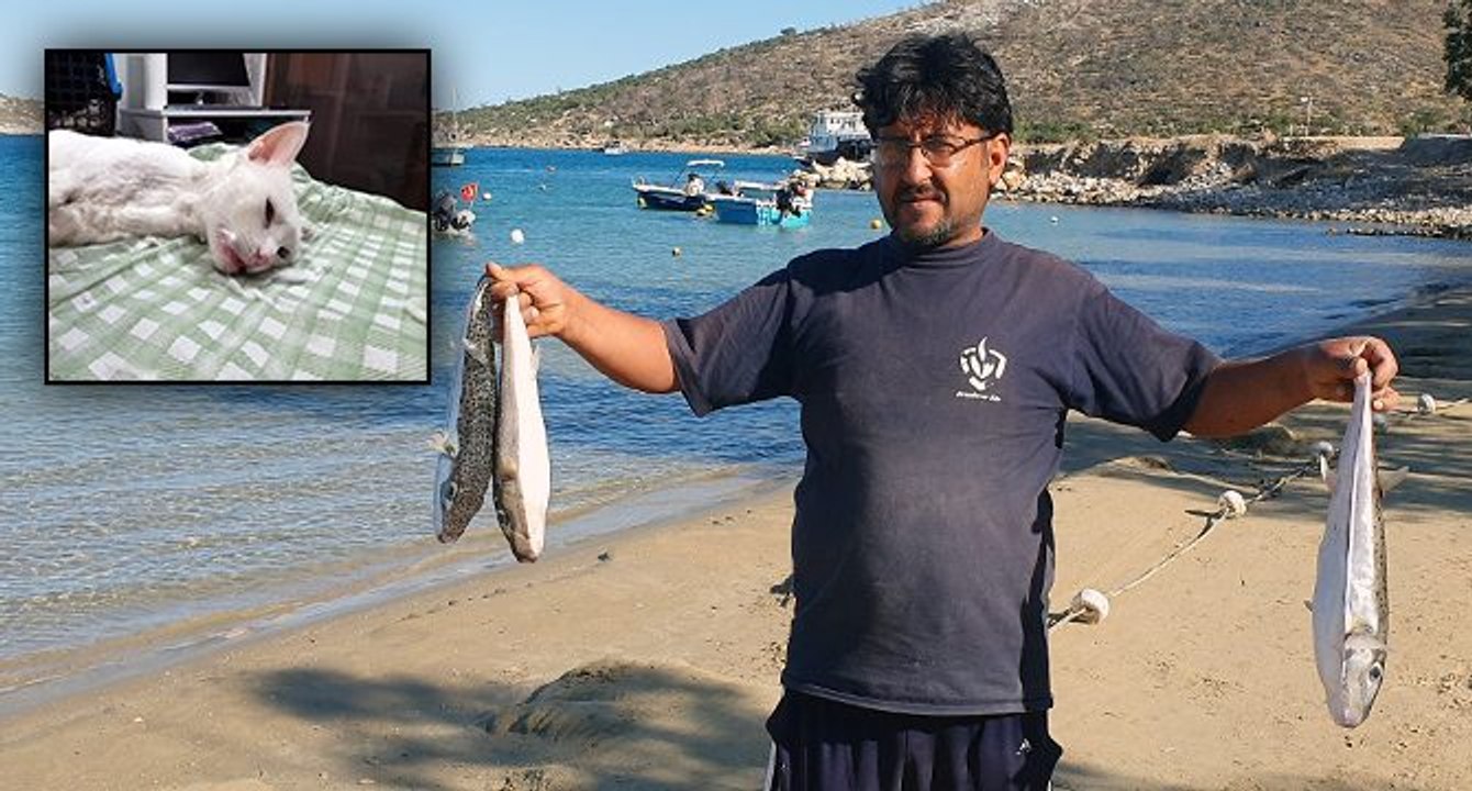 Sahile vuran balon balıklarını yiyen 11 kedi zehirlendi