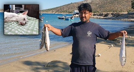 Sahile vuran balon balıklarını yiyen 11 kedi zehirlendi