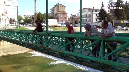 Beyşehir'de su kanalında akıntıya karşı yüzen su yılanları görenlerin ilgisini çekiyor