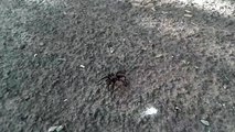 ¿Qué tipo de araña es esta? - Colegio San Javier, Tacuarembó (10/05/2017)
