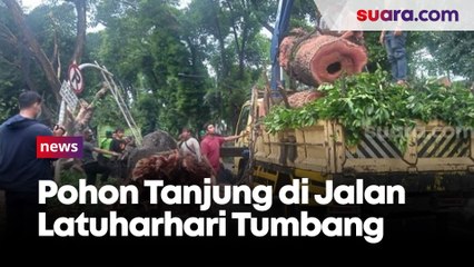 Akibat Angin dan Hujan, Pohon Tanjung di Jalan Latuharhari Tumbang