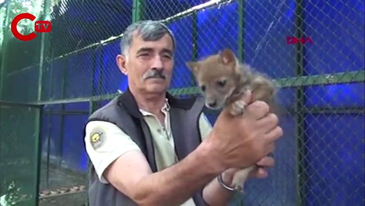 Osmaniye'de bitkin bulunan çakal ve tilki yavruları koruma altına alındı