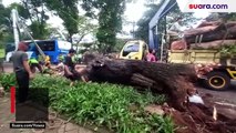 Pohon Tumbang Tutup Sebagian Jalan di Menteng Jakarta Imbas Hujan Deras dan Angin Kencang