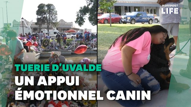 À Uvalde, des chiens tentent de réconforter les Texans après la fusillade ayant fait 21 morts