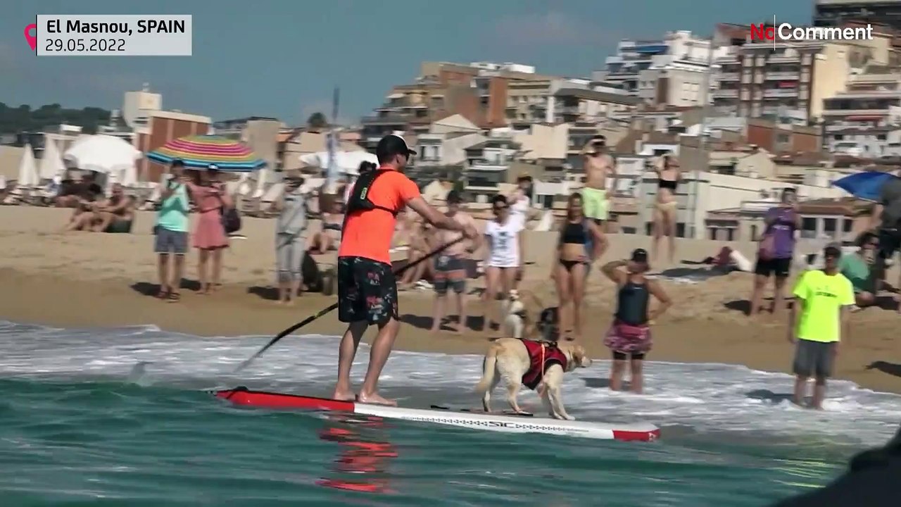 Paddleboard pooches: Dogs take to the waves for surf race