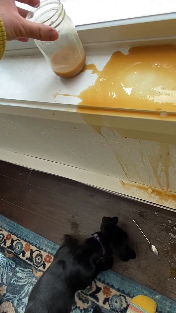 Puppy Causes Sill Coffee Spill