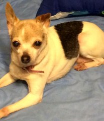 "Dünyanın en yaşlı köpeği" Pebbles, 22 yaşında Guinness Rekorlar Kitabı'na girdi