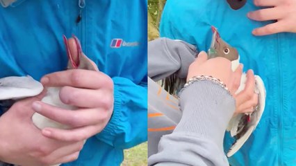 'Kindhearted lads help out a seagull after it gets fishhook stuck in its beak '
