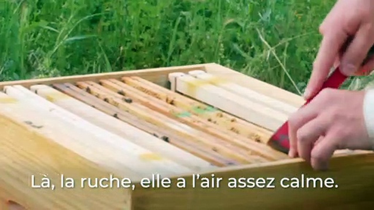 Histoires de ruches avec Julien Perez