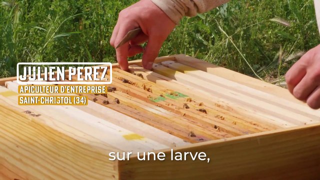 Tout comprendre sur les abeilles reines