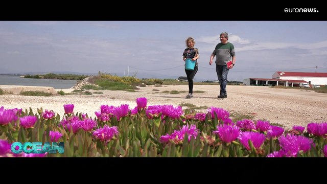 Managing the growing number of non-indigenous species in the Mediterranean Sea