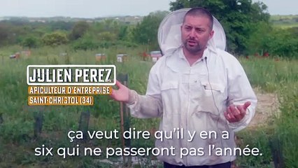 Les principales causes du déclin des abeilles