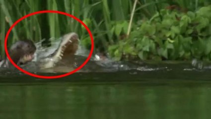 Dev timsah, çantada keklik sanıp anne su samuru ve yavrularına saldırdı! Sonra olanları kimse tahmin edemiyor