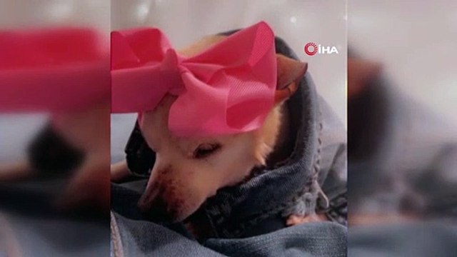 Guinness Rekorlar Kitabı’na girdi İşte dünyanın en yaşlı köpeği!