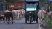 La vache, animal sacré en Inde