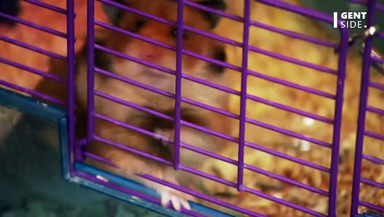 Gen-Experiment geht schief: Hamster verwandeln sich in ultra-aggressive Mutanten