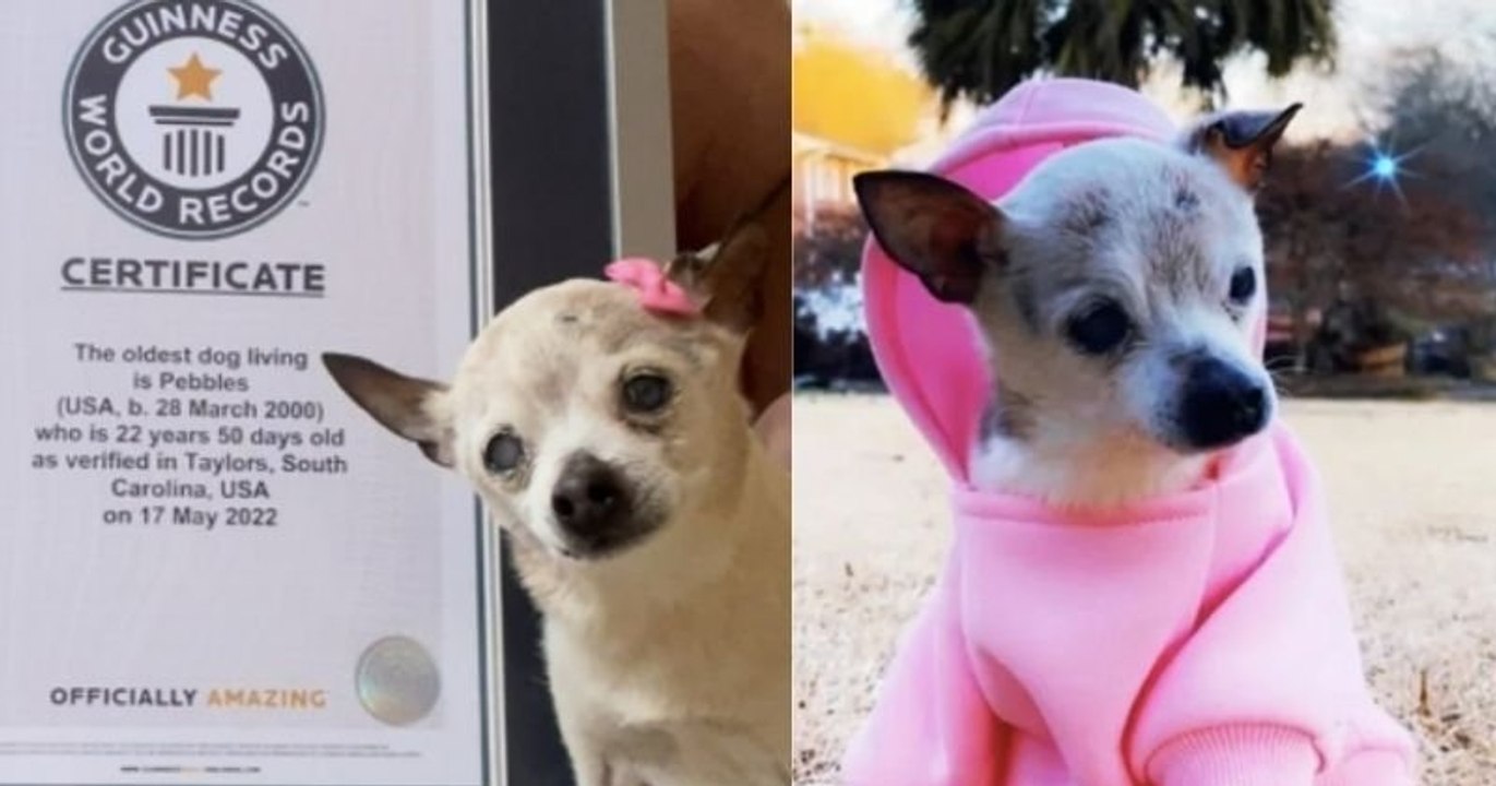 Cette petite boule de poil est le plus vieux chien au monde et son âge est incroyable