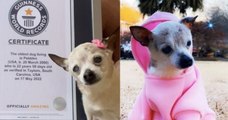 Cette petite boule de poil est le plus vieux chien au monde et son âge est incroyable