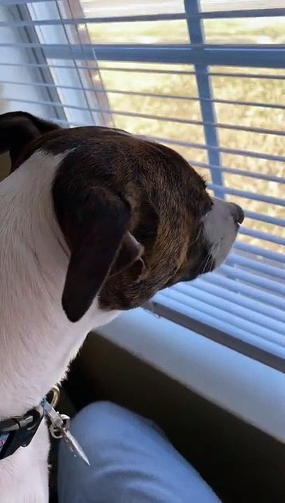 What is out that window Princess?