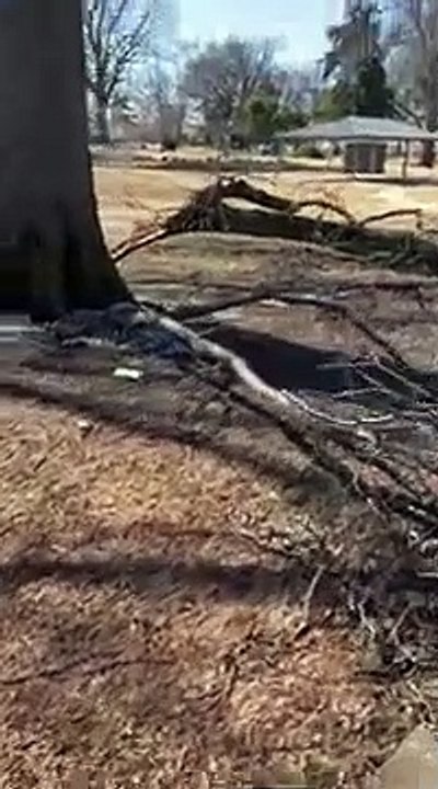 Massive tree damage from storm