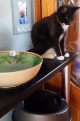 Kucing dan anjing paling lucu  bagian 1