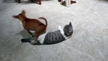 Dog Attempts to Sit on Cat Friend