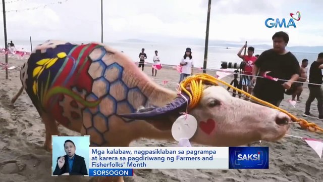 Mga kalabaw, nagpasiklaban sa pagrampa at karera sa pagdiriwang ng Farmers and Fisherfolks' Month | Saksi