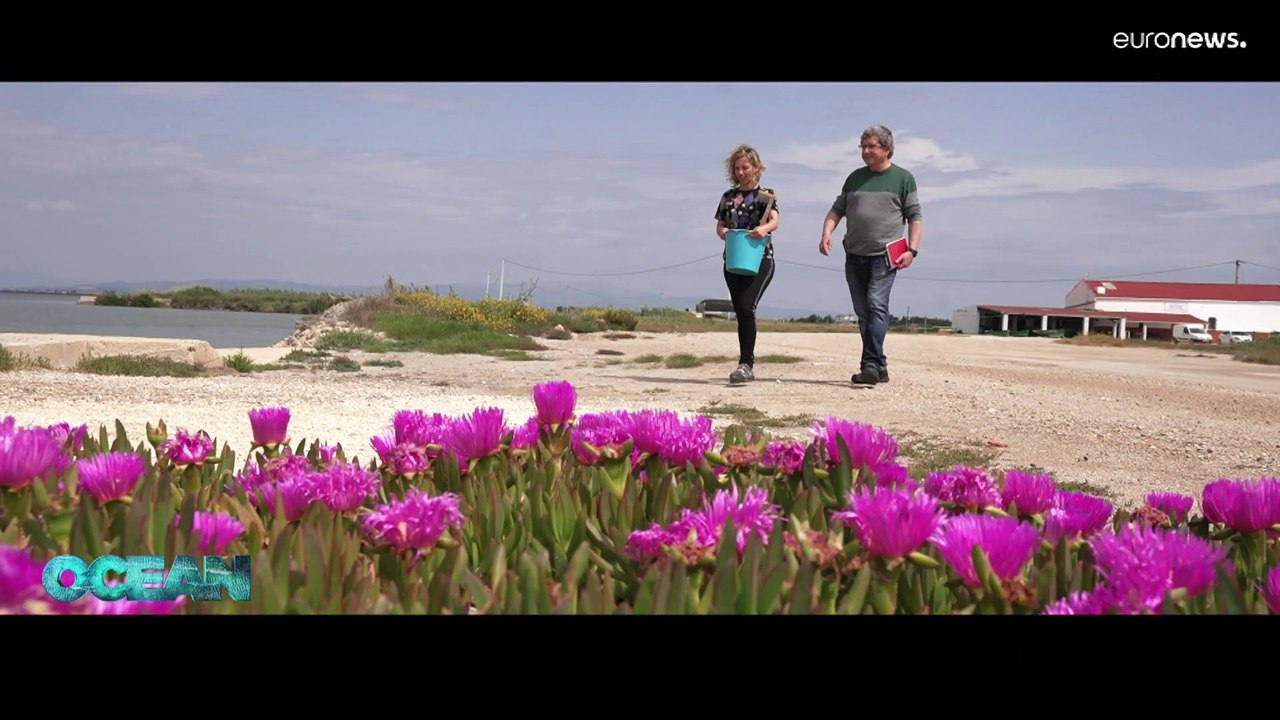 Az invazív fajok megjelenése a tengerben egyszerre fenyegetés és lehetőség