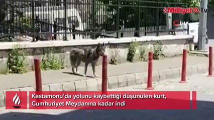 Yolunu kaybeden kurt şehir merkezinde görüntülendi