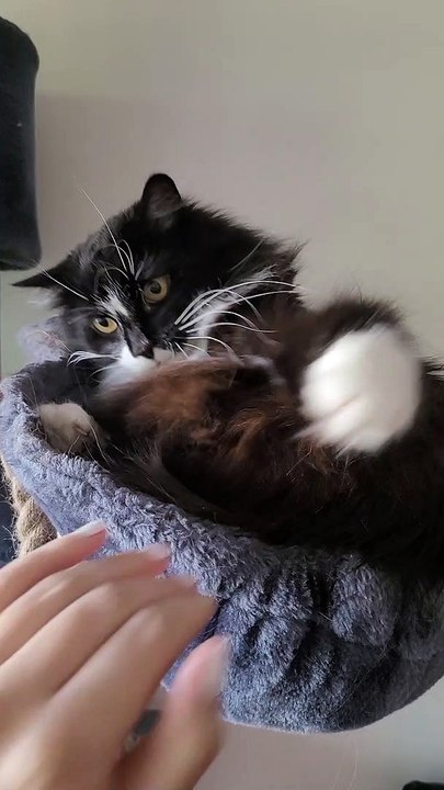 Don't Pet Me Hooman