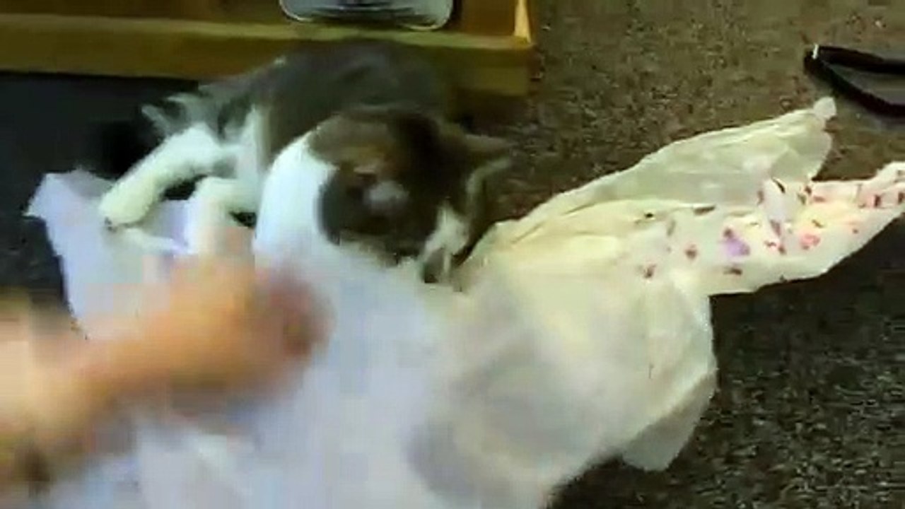 Shae the cat is obsessed with paper