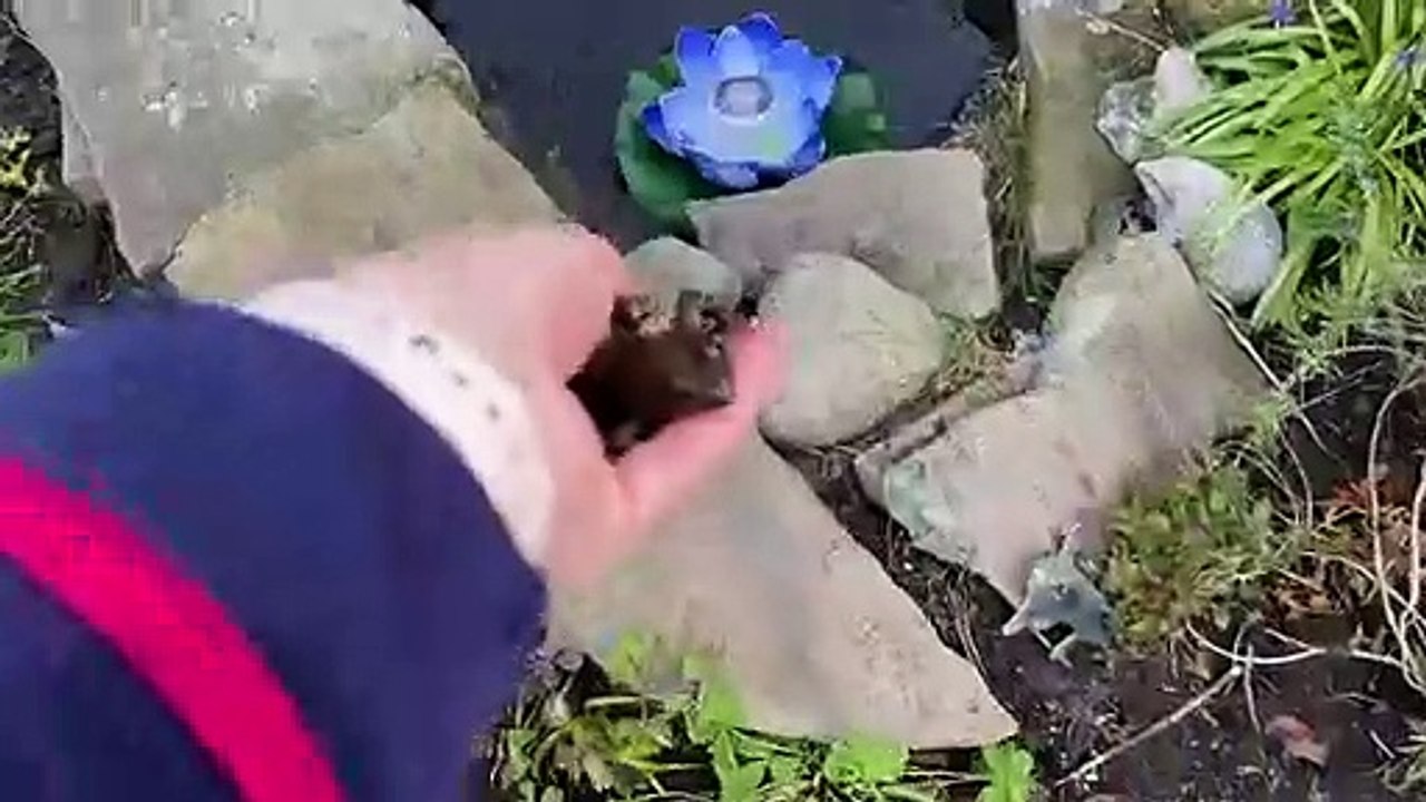Shae the Cat finds a Frog -see her cute reaction at the end