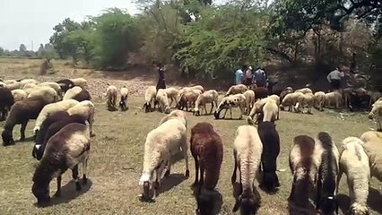 विटामिन की कमी और गर्मी से 11 भेड़ों ने तोड़ा दम