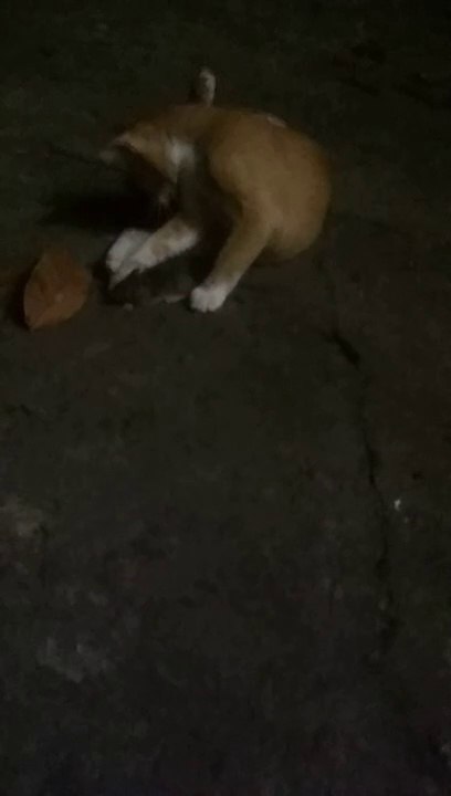 Kucing lucu tangkap tikus