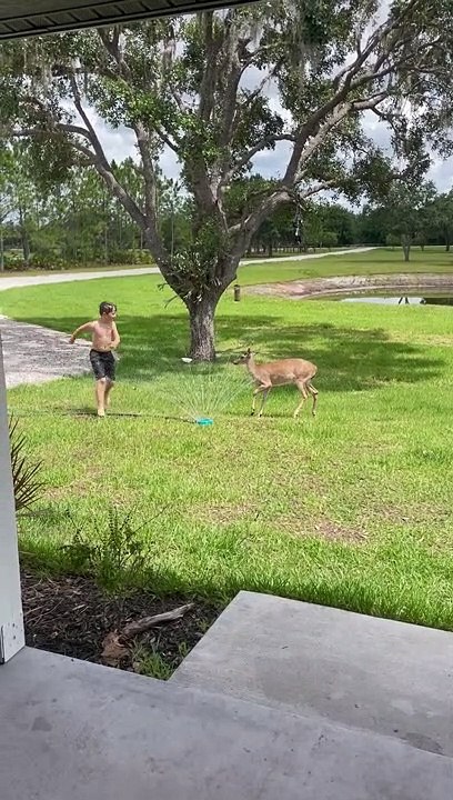 Kids Play With Deer in Sprinkler